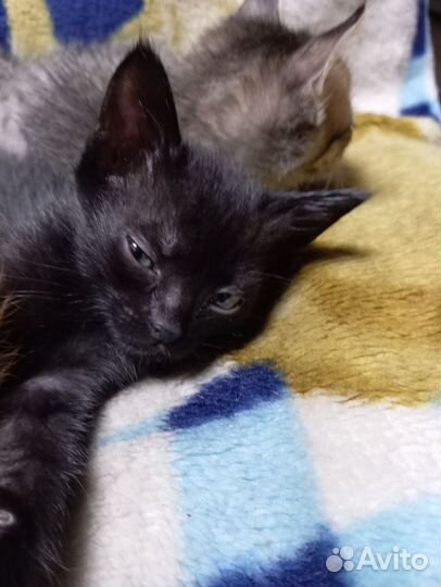 Котята в добрые руки приучены к лотку