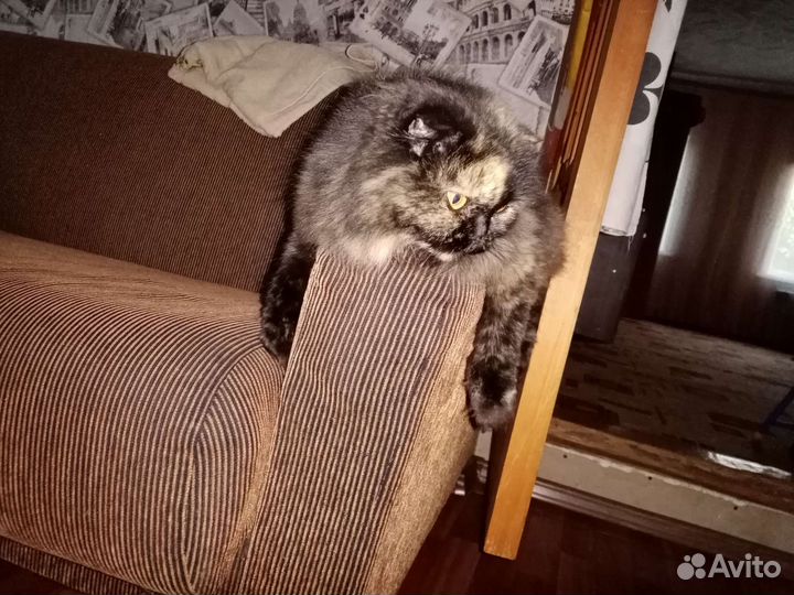 Отдам кошечку