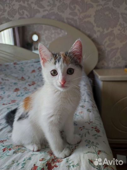 Котенок в добрые руки