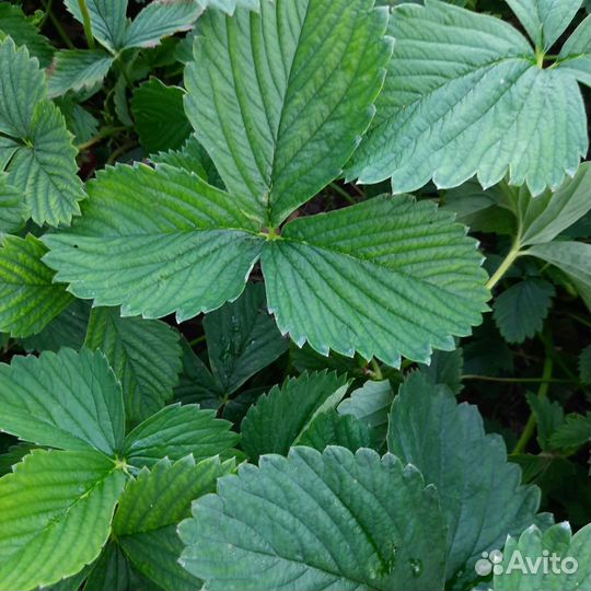 Рассада клубники