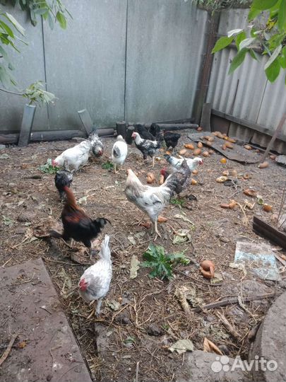 Молодые петушки