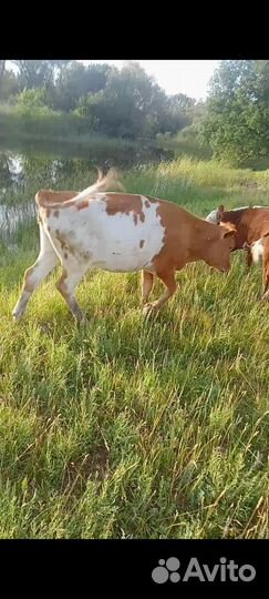 Бычки и телки