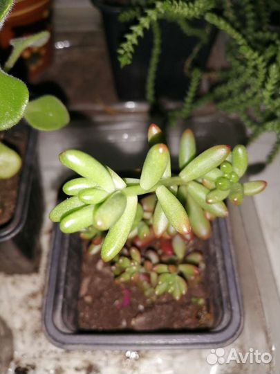 Комнатные растения и цветы