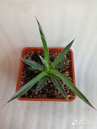Агава Филифера Нитеносная