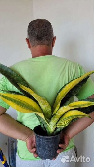 Сансевиерия Аубрутиана Блу вариегатная