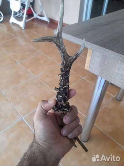 Продам или обменяю рога косули