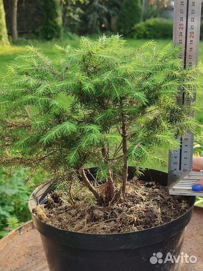 Ель крупномер, черника, голубика