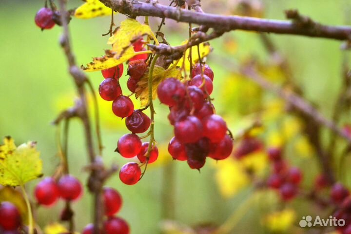 Canon c100 кинокамера Продаю или в аренду