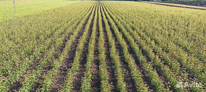 Подвой Алычя