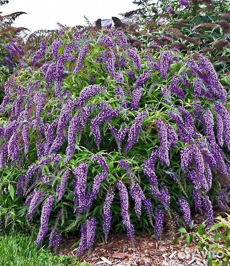 Будлея давида саженцы в кассетах