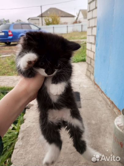 Кошка в дар бесплатно