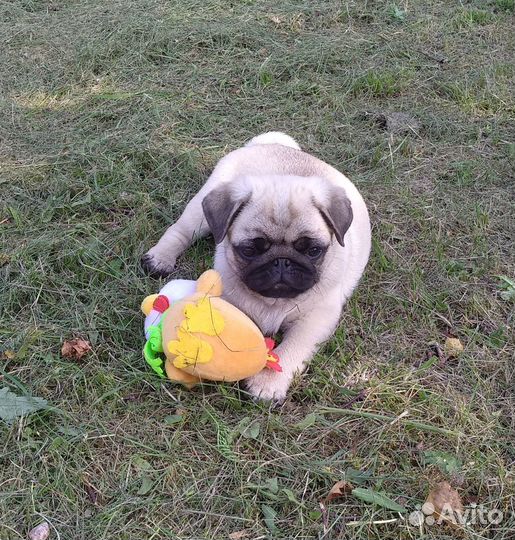 Щенки мопса