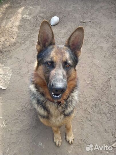 Собака вязка