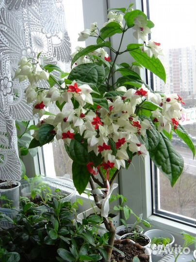 Клеродендрум Томпсона