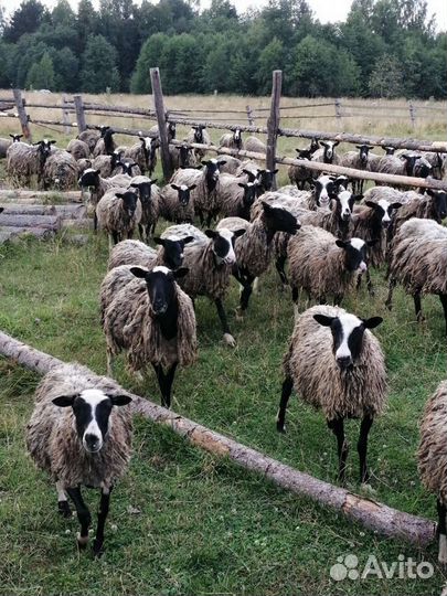 Романовская порода. Ягнята