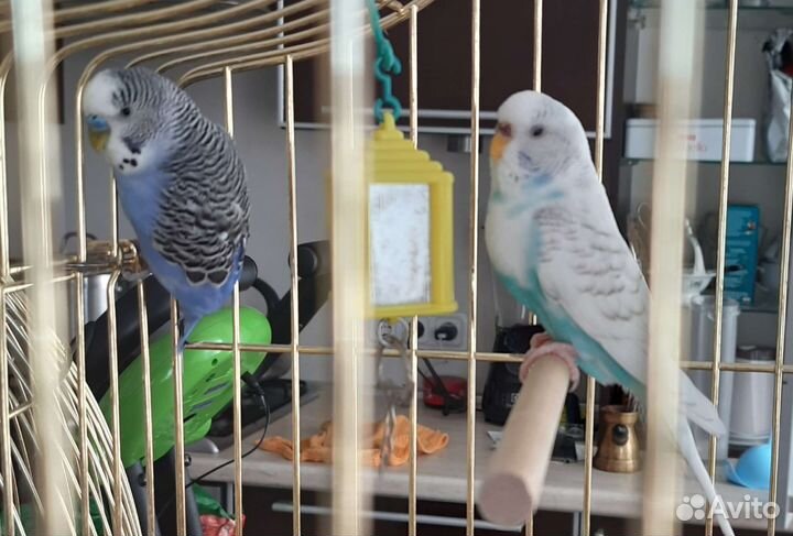 Птенцы волнистый попугай