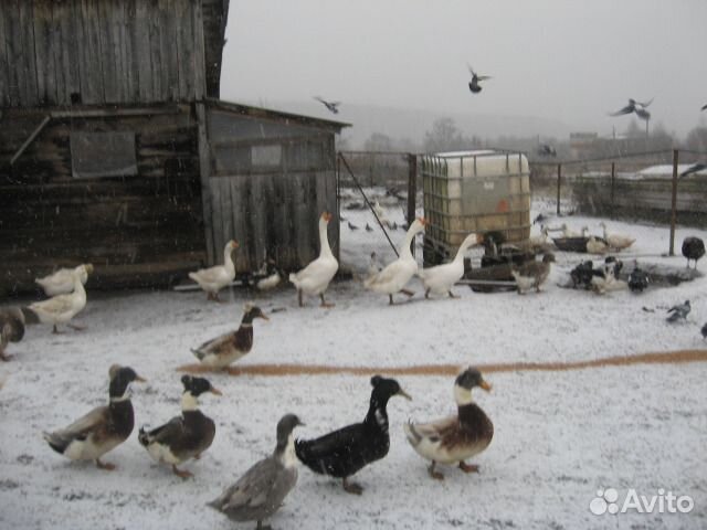 Куры молодоки. петухи