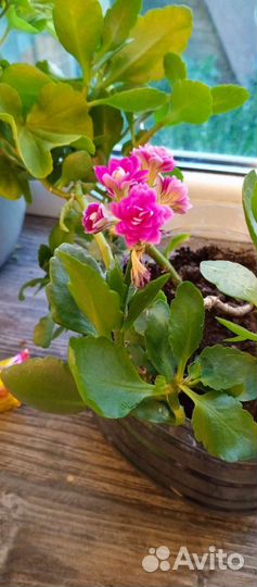 Каланхоэ лечебное