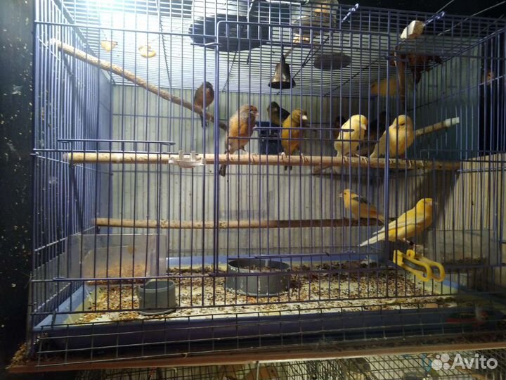 Канарейки, клетки
