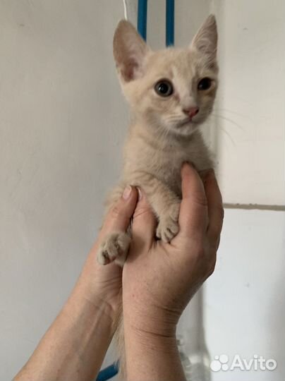 Котята в добрые руки мальчики