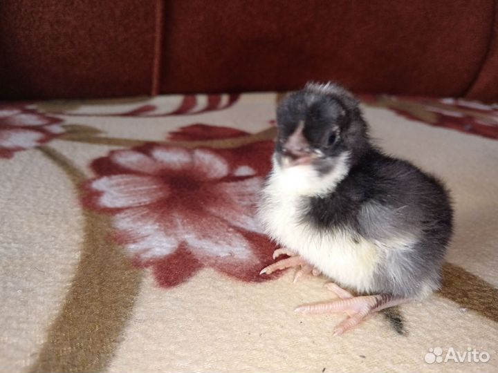 Домашняя птица индоутка