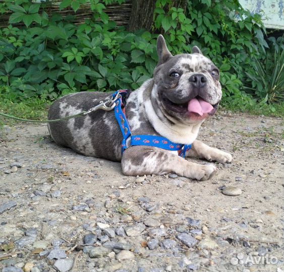 Французский бульдог кабель вязка