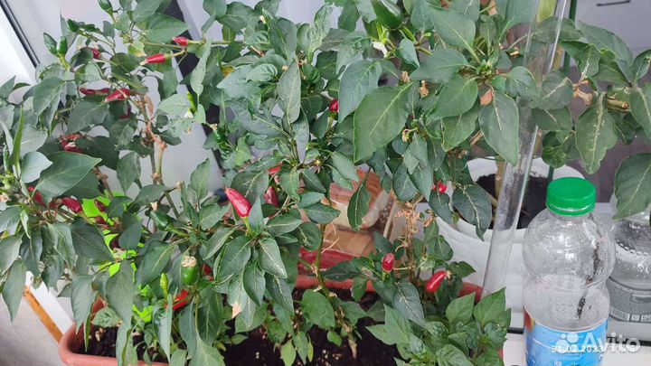 Рассада острого перца комнатного