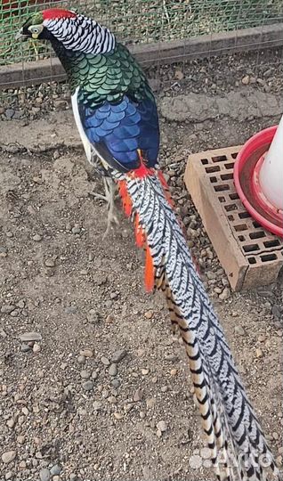 Алмазный Фазан