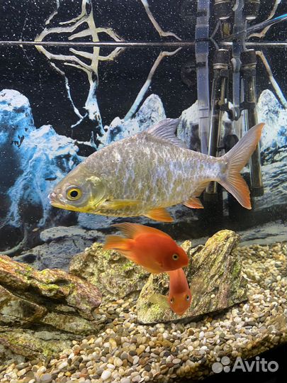 Аквариумные рыбки