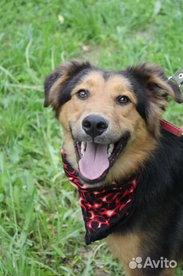 Статный пес хочет домой