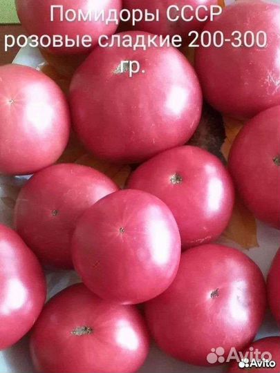 Семена домашних помидор из СССР красные и розовые
