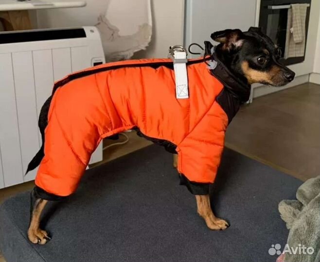 Одежда для маленьких пород собак