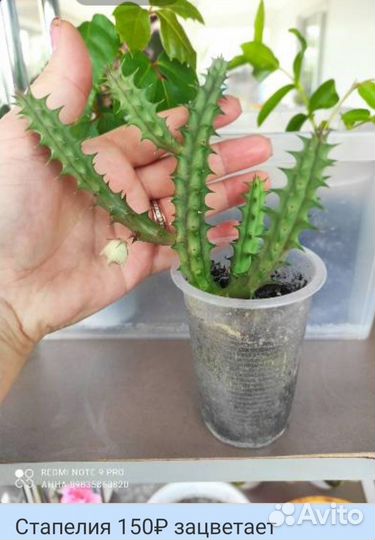 Комнатные цветы росточки