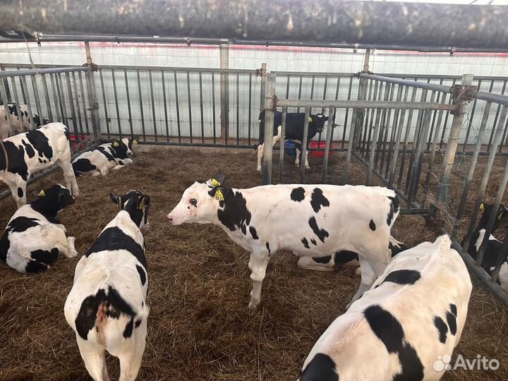 Телята мясной породы бычки бесплатное доставка