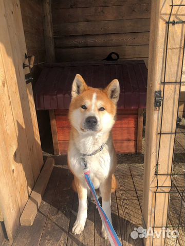 Вольер для собак