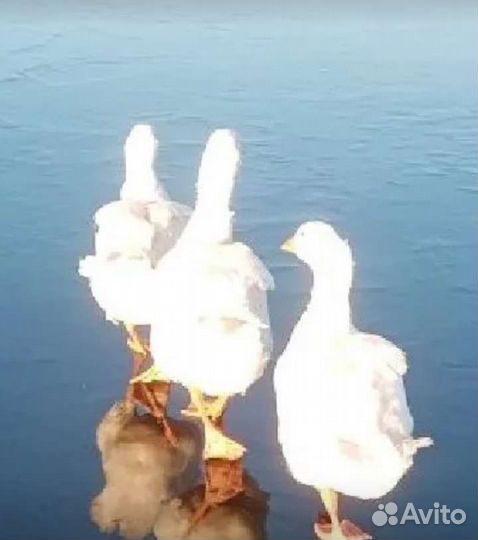 Инкубационное яйцо фазана охотничьего и румына