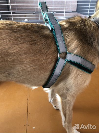 Шлейка для средней собаки