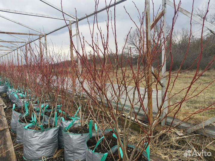 Саженцы голубики 5 лет