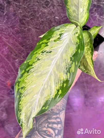 Диффенбахия stardust