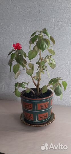 Горшки керамические с комнатными растениями