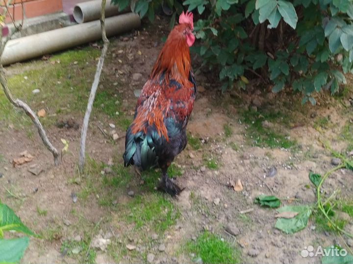Петух породы моран