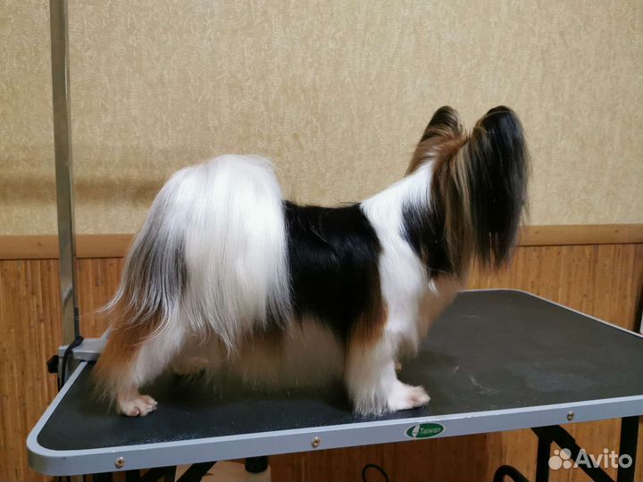 Грумер стрижка собак