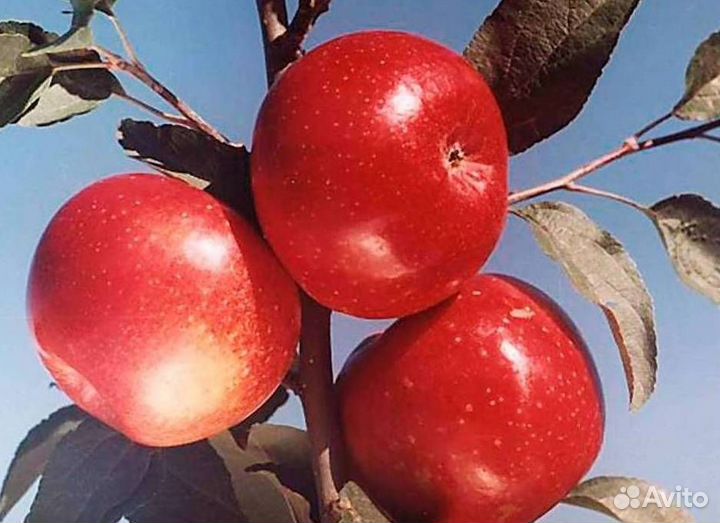 Саженцы яблони Сентябрьское