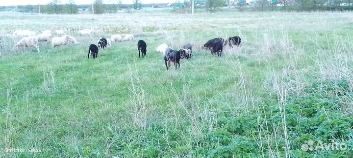 Баран на Гурбан Байрам