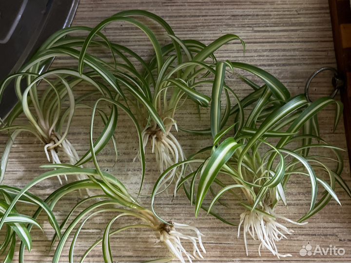 Фикус бенджамина и хлорофитум бонни