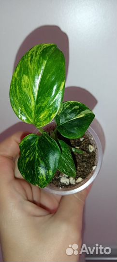 Филодендрон Кобра жëлтая