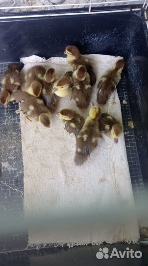 Утята суточные