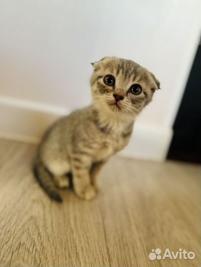 Вислоухие кошечки в добрые руки