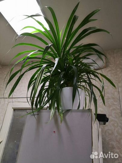 Панданус вариегатный