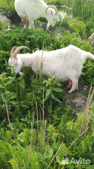 Коза 3окот